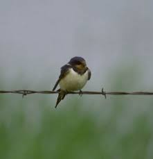 Image result for Petrochelidon pyrrhonota