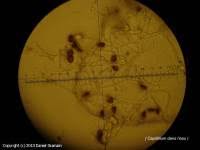 Attēlu rezultāti vaicājumam “Badhamia foliicola spores”