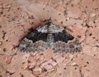 Attēlu rezultāti vaicājumam “Xanthorhoe quadrifasiata”