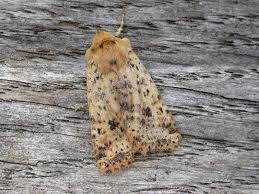 Attēlu rezultāti vaicājumam “Conistra rubiginea”