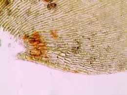 Attēlu rezultāti vaicājumam “Hygrohypnum luridum sporophyte”