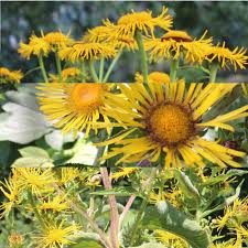 Image result for Inula helenium