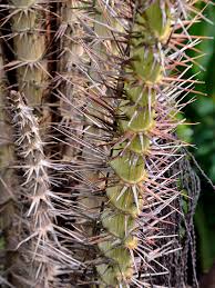 Attēlu rezultāti vaicājumam “Saxifraga cymbalaria fruit”