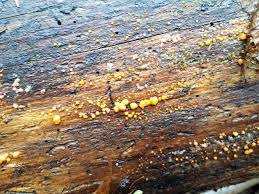 Attēlu rezultāti vaicājumam “Dacrymyces stillatus”