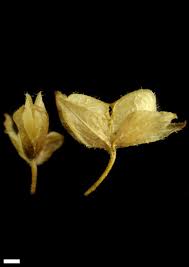 Attēlu rezultāti vaicājumam “Veronica persica fruit”