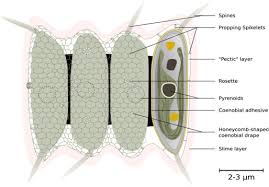 Attēlu rezultāti vaicājumam “Bulbochaete mirabilis”