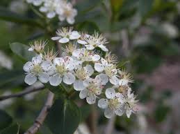 Attēlu rezultāti vaicājumam “Aronia melanocarpa flower”