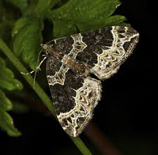 Attēlu rezultāti vaicājumam “Ecliptopera silaceata”