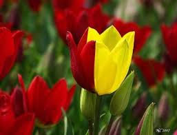 Attēlu rezultāti vaicājumam “Tulipa gesneriana flower”