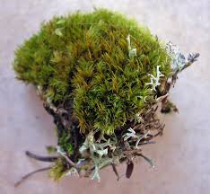 Attēlu rezultāti vaicājumam “Dicranum flagellare”