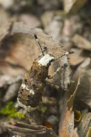Attēlu rezultāti vaicājumam “Platystomos albinus”