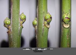 Attēlu rezultāti vaicājumam “Euonymus europaeus”