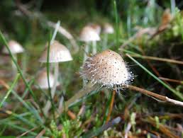 Attēlu rezultāti vaicājumam “Spinellus fusiger”