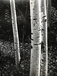Image result for Ansel Adams Aspens New Mexico