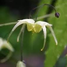 Attēlu rezultāti vaicājumam “Epimedium alpinum  flower”