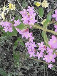 Attēlu rezultāti vaicājumam “Centaurium erythraea flower”