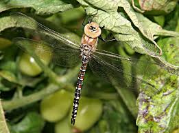 Attēlu rezultāti vaicājumam “Aeshna mixta male”