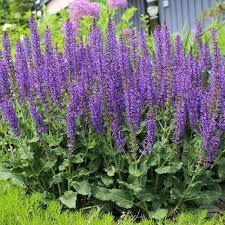 Attēlu rezultāti vaicājumam “Salvia nemorosa flower”