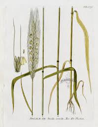 Image result for Secale cereale