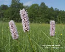 Attēlu rezultāti vaicājumam “Bistorta major leaf”