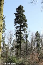 Attēlu rezultāti vaicājumam “Abies alba”