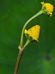Attēlu rezultāti vaicājumam “Chrysosplenium alternifolium bud”