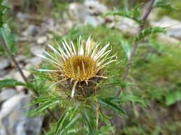 Attēlu rezultāti vaicājumam “Carlina vulgaris flower”
