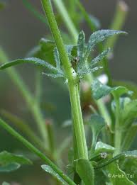Attēlu rezultāti vaicājumam “Viola tricolor flower”