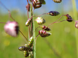 Attēlu rezultāti vaicājumam “Briza media bud”