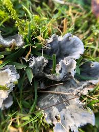 Attēlu rezultāti vaicājumam “Peltigera canina”