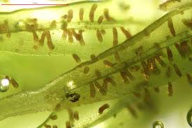 Attēlu rezultāti vaicājumam “Orthotrichum lyellii”