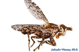 Attēlu rezultāti vaicājumam “Sciomyzidae”