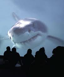 Image result for Selby Tiger Sharks Swimming Club