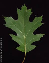 Attēlu rezultāti vaicājumam “Quercus rubra leaf”