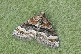 Attēlu rezultāti vaicājumam “Perizoma bifaciata”