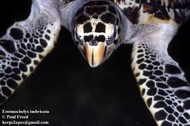 Image result for Eretmochelys imbricata