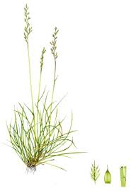 Attēlu rezultāti vaicājumam “Festuca ovina”