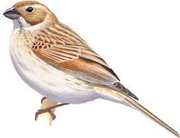 Attēlu rezultāti vaicājumam “Emberiza schoeniclus eggs”