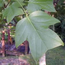 Attēlu rezultāti vaicājumam “Liriodendron tulipifera leaf”