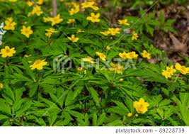 Attēlu rezultāti vaicājumam “Anemone ranunculoides bud”