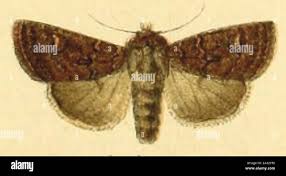 Attēlu rezultāti vaicājumam “Euxoa nigricans”