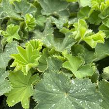 Attēlu rezultāti vaicājumam “Diderma montanum macro”