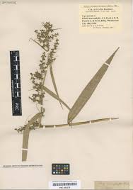 Image result for Thaddus Haenke