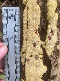 Attēlu rezultāti vaicājumam “Fuligo septica cf. rufa”