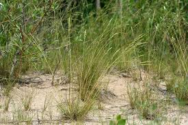 Attēlu rezultāti vaicājumam “Festuca polesica”