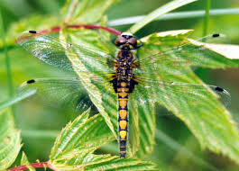 Attēlu rezultāti vaicājumam “Leucorrhinia pectoralis”