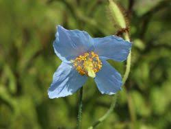 Image result for Scheinmohn blau