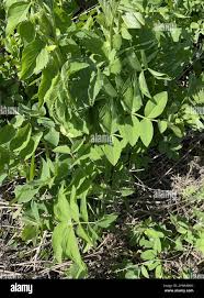 Attēlu rezultāti vaicājumam “Galega orientalis leaf”