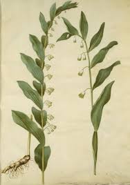 Attēlu rezultāti vaicājumam “Polygonatum multiflorum”