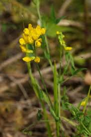 Attēlu rezultāti vaicājumam “Lathyrus pratensis fruit”